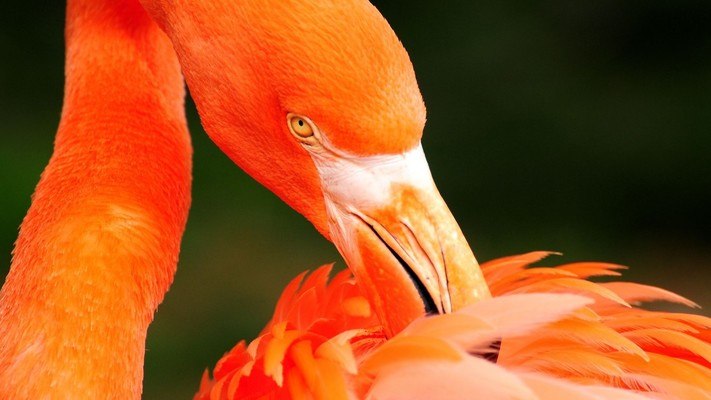 Orange Flamingo