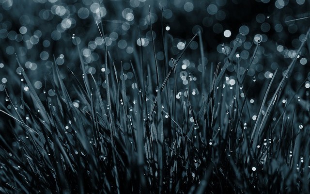 Dark Wet Grass