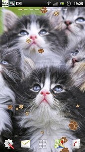 Kitten Live Wallpaper