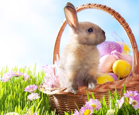 Easter Bunny In Basket