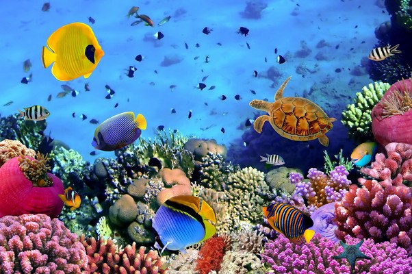Coral Reef - Tropical Fish