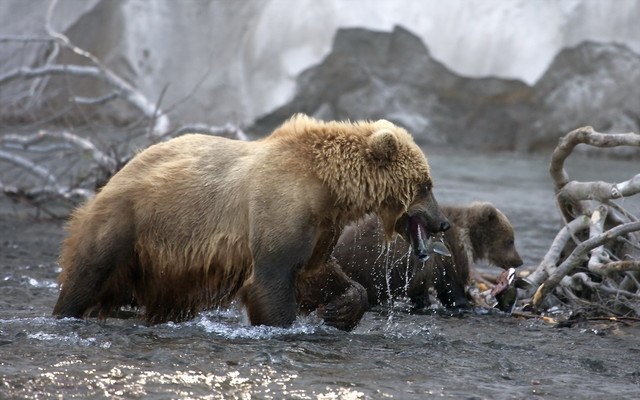 Bears In Water