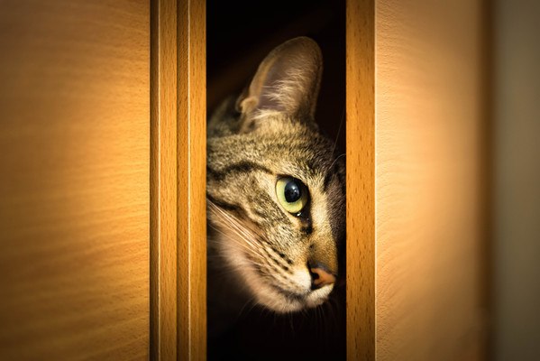Cat Peeking Through Door