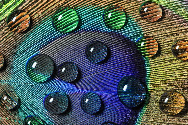 Peacock Feather Water Drops