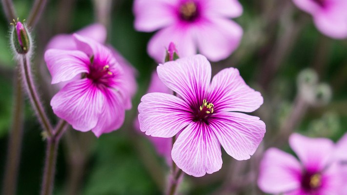 Geraniums Flowers