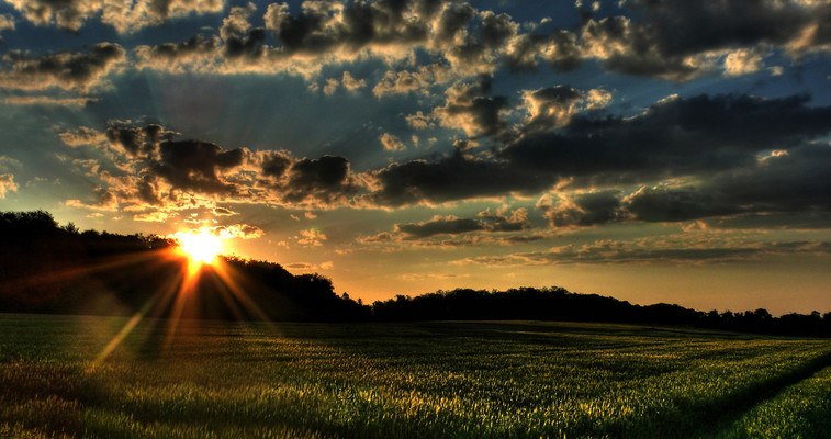 Field Sunset