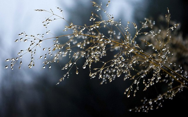 Wet Branches