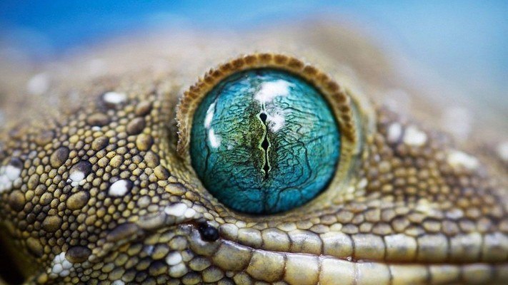 Eye Of A Crocodile