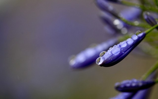 Macro Droplet Flower
