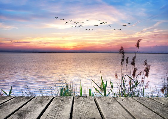 Birds Flying Over Lake