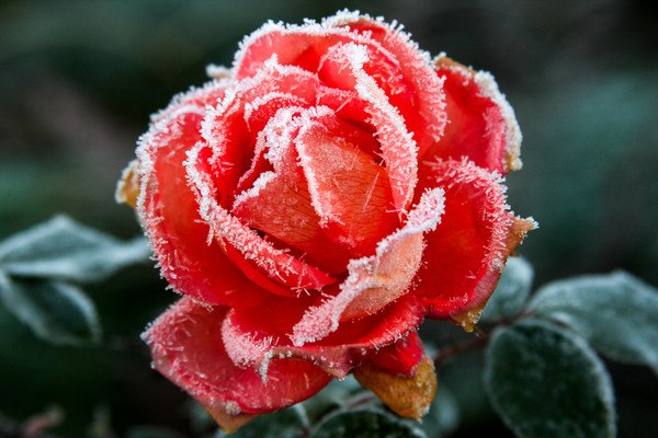 Macro Frozen Rose