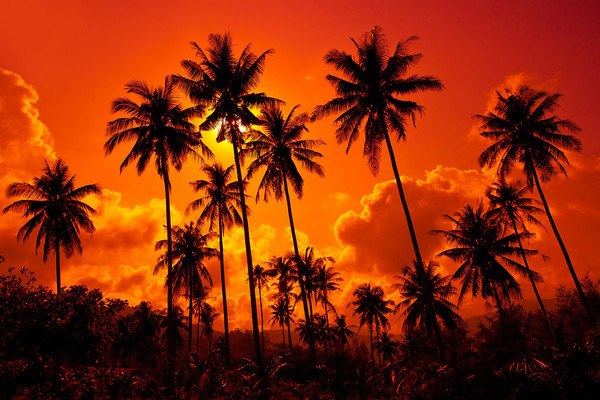 Coconut Palms - Thailand
