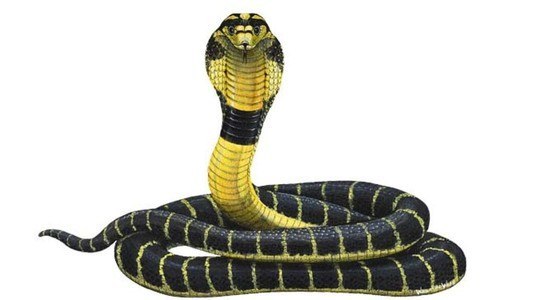 Exotic Snake