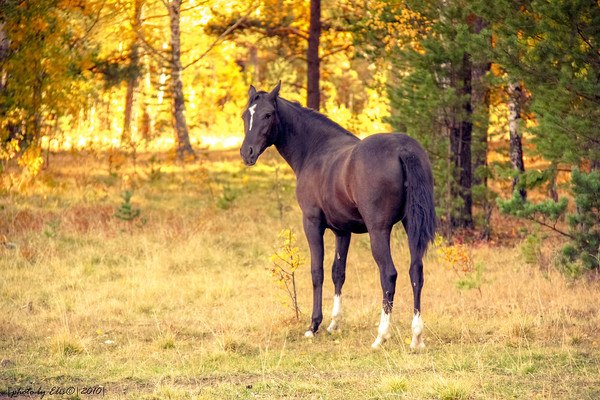 Autumn Horse