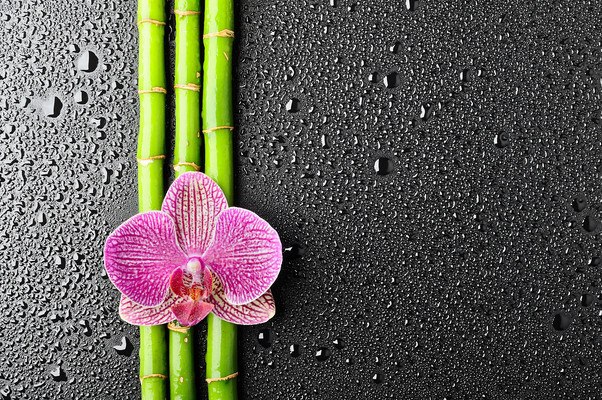 Orchid On Bamboo