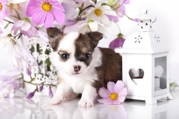 Little Chihuahua Puppy