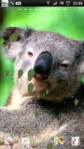 Koala Live Wallpaper