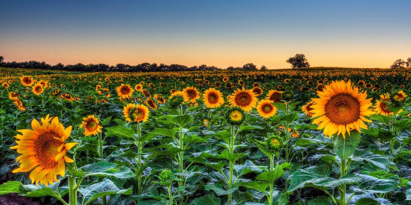 Sunflowers