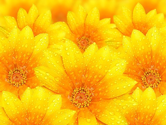 Water Droplets On Yellow Flowers