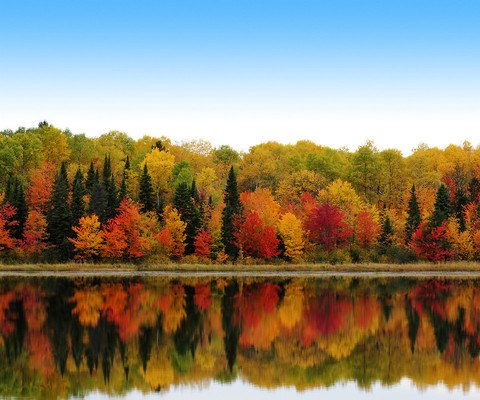 Forest Autumn Colors