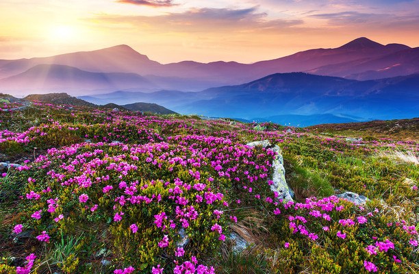 Wonderful Mountain Flowers