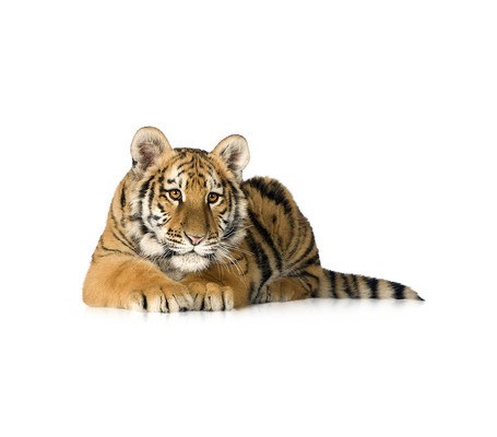 Tiger Lying Down