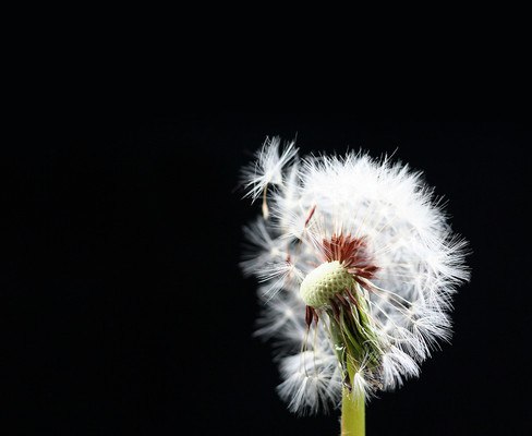 Dandelion