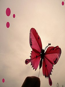 Butterfly Wallpapers HD