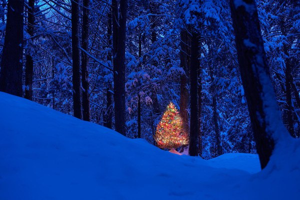 Christmas Tree In The Forest