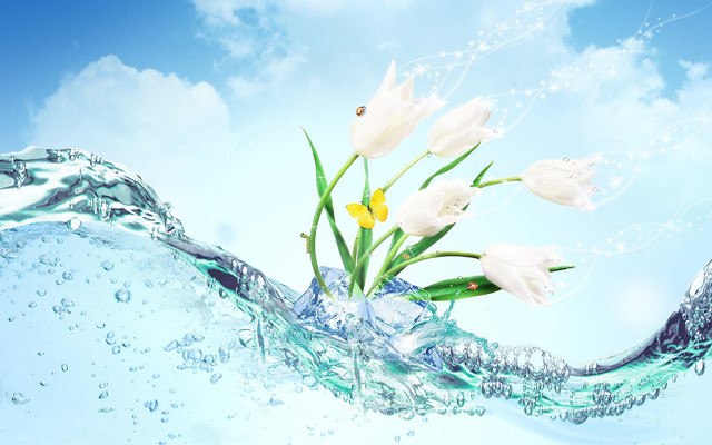White Tulips In Water