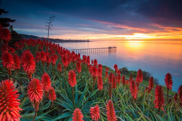 Aloe Flowers - San Diego Sunset