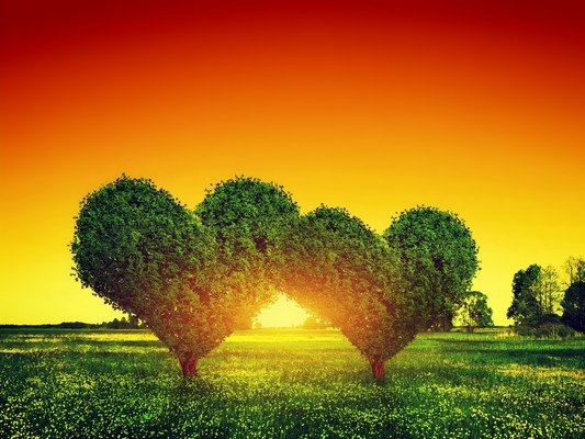 Two Heart Shaped Trees