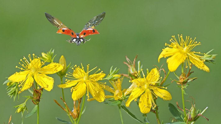 Flowers Ladybug