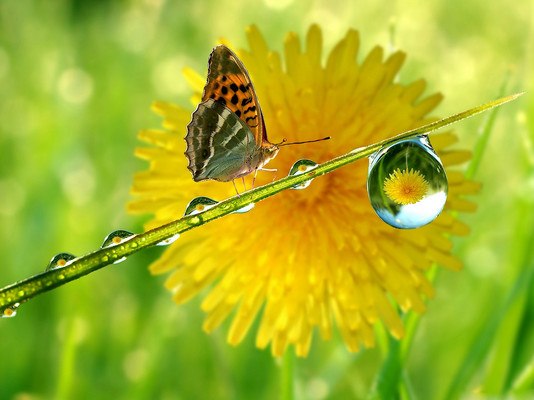 Butterfly Water Droplet