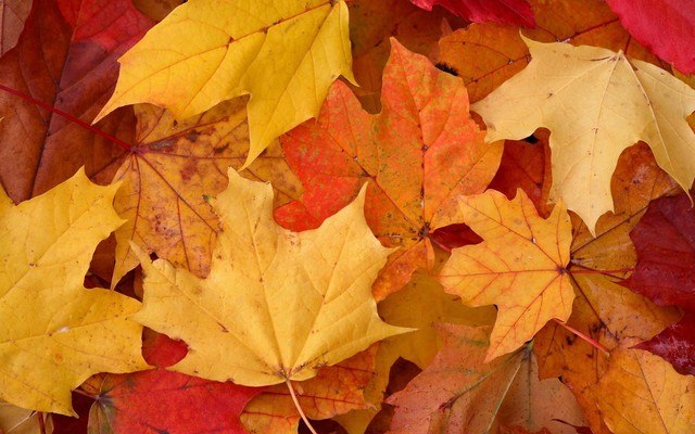 Autumn Colors Kaleidoscope