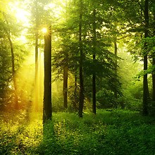 Sun Shining Through Forest