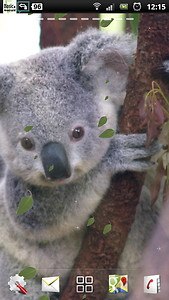 Baby Koala Live Wallpaper