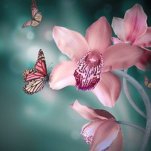 Butterflies On Flower