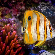 Tropical Copperband Butterflyfish