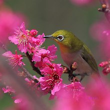 Bird And Flowers