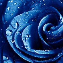 Blue Wet Rose
