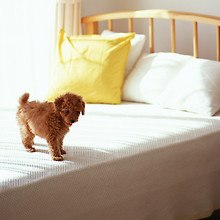 Cute Dog On Bed
