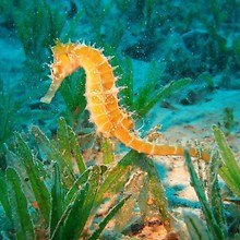 Sea Horse Underwater