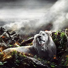 Lion Fantasy