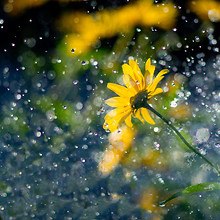 Flower In The Rain