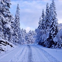 Winter Forest Road