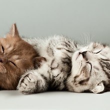 Two Cute Kittens Sleeping