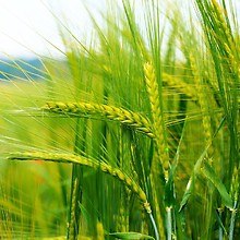 Field Wheat