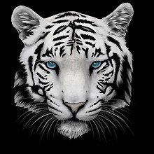 White Tiger With Blue Eyes