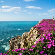 Bay Of Biscay Flowers